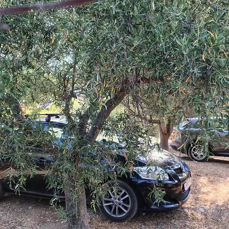 Villa Horizon House, With Olive Grove And A Small Vineyard Amarinto
