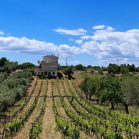 וילה Horizon House Inside Olive Grove & Vineyard Εtsate! אמרינתוס