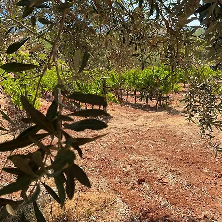 Horizon House Inside Olive Grove & Vineyard Εtsate! וילה *
